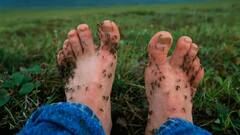 अगर इतने मच्छर किसी को एकसाथ काट ले तो बॉडी का पूरा खून खत्म हो जाएगा! जानिए कितनी है वो संख्या?