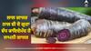 Purple carrots: ਜਾਮਨੀ ਗਾਜਰ ਬਾਰੇ ਕਦੇ ਸੁਣਿਆ! ਲਾਲ ਗਾਜਰ ਨਾਲ ਵੀ ਦੋ ਗੁਣਾ ਵੱਧ ਫਾਇਦੇ, ਜਾਣੋ ਮਾਹਿਰ ਤੋਂ