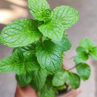 Mint Leaves-ਗਰਮੀਆਂ ਵਿੱਚ ਅਕਸਰ ਲੋਕਾਂ ਨੂੰ ਮਤਲੀ, ਜਲਨ, ਗੈਸ ਆਦਿ ਦੀ ਸਮੱਸਿਆ ਰਹਿੰਦੀ ਹੈ। ਅਜਿਹੇ ਚ ਤੁਸੀਂ ਪੁਦੀਨੇ ਦੇ ਪੱਤਿਆਂ ਦੀ ਵਰਤੋਂ ਕਰਕੇ ਆਰਾਮ ਪਾ ਸਕਦੇ ਹੋ। ਆਓ ਜਾਣਦੇ ਹਾਂ ਪੁਦੀਨੇ ਦੇ ਪੱਤਿਆਂ ਦੇ ਹੋਰ ਫਾਇਦੇ।