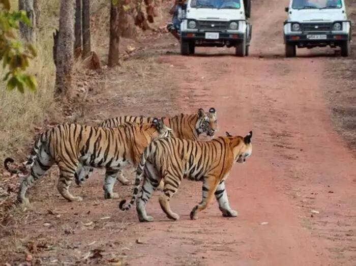 મધ્યપ્રદેશના કાન્હા નેશનલ પાર્કમાં થોડા વર્ષો પહેલા એક વાઘે બીજા વાઘને માંરી નાખ્યો હતો