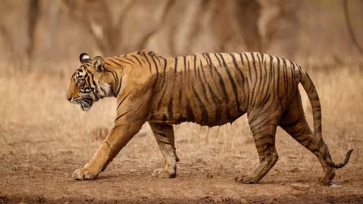 નિષ્ણાતોના મતે, જ્યારે વાઘ પરસ્પર લડાઈ દરમિયાન ખૂબ ગુસ્સે થઈ જાય છે, ત્યારે એક વાઘ બીજાને મારી નાખે છે. જો કે, વાઘ ભૂખ માટે લડતા નથી. જ્યારે વાઘને માર્યા પછી, તે બીજા વાઘના શરીરના ટુકડા કરી નાખે છે, પરંતુ તેને ખાતો નથી. નિષ્ણાતો કહે છે કે વાઘ પોતાને અન્ય કરતા વધુ શક્તિશાળી સાબિત કરવા માટે પોતાની જાતિના પ્રાણીઓનો શિકાર કરે છે.