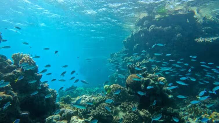 India's biggest translocation project 16,000 corals get lifeline in Gujarat Corals Translocation: கடலிலேயே 5 கி.மீ பயணம்: மரணத்தின் விளிம்பில் இருந்து தப்பிய 16000 பவளப்பாறைகள்