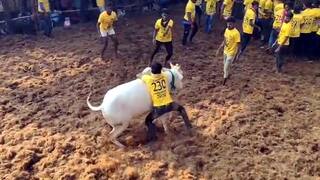 ஜல்லிக்கட்டில் வெற்றி பெற்ற காளை; போட்டி முடிந்ததும் கீழே விழுந்து உயிரிழந்த பரிதாபம்