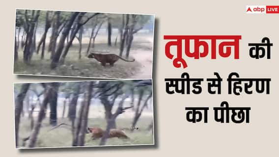 Video: तूफान की स्पीड से हिरण का पीछा, दो बाघों को देख सहम गए टूरिस्ट, घटना कैमरे में कैद