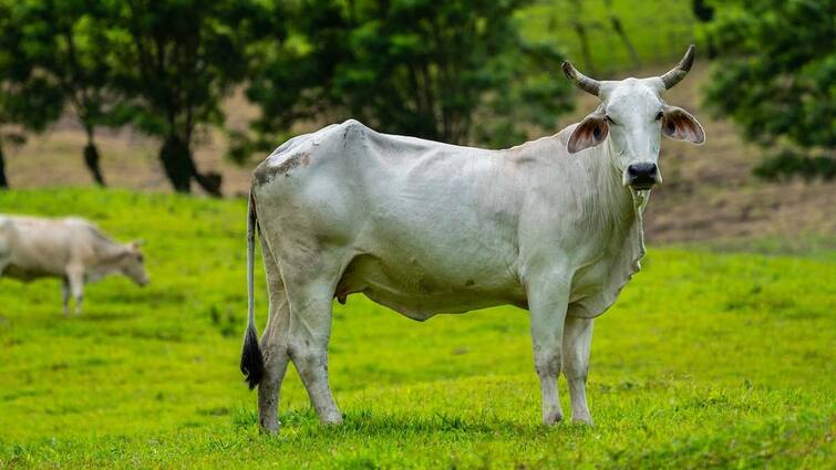 If you see a cow in your Dream it is Auspicious But if you see a cow of this color be careful Dream: కలలో ఆవు కనిపించడం శుభప్రదమే - ఇలా కనిపిస్తే మాత్రం కీడే!