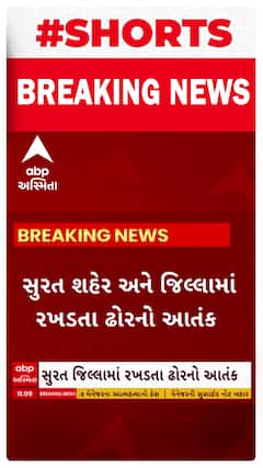 Surat News : શહેર અને જિલ્લામાં રખડતા ઢોરનો આંતક