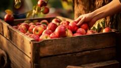 भारत के ये तीन राज्य पूरे देश में भेजते हैं सेब, होता है 99 प्रतिशत उत्पादन
