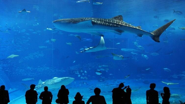 of the world's largest aquariums આ છે દુનિયાના સૌથી સુંદર અને સૌથી મોટા પાંચ એક્વેરિયમ