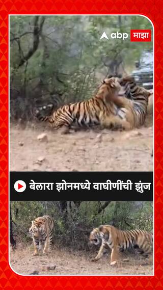 Tiger Fight Chandrapur :  बेलारा झोनमध्ये पर्यटकांनी अनुभवली दोन वाघीणींची झुंज