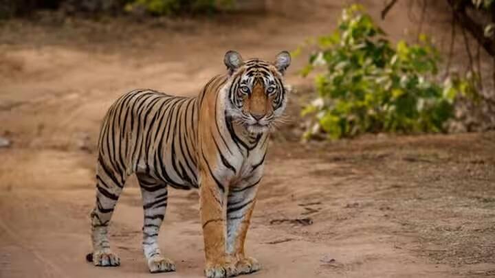 જ્યારે વાઘ અને વાઘણ વચ્ચેની લડાઈ સમાગમને કારણે થાય છે. ઘણી વખત વાઘણ સંવનન કરવાનો ઇનકાર કરે છે અને વાઘ તેની સાથે લડે છે. વાઘણ પણ તેના બાળકોના કારણે સમાગમ કરતી નથી. વાઘણના બચ્ચા તેની સાથે બે વર્ષ સુધી રહે છે. એટલું જ નહીં, ઘણી વખત વાઘ સંવનન માટે વાઘણના બચ્ચાને પણ મારી નાખે છે. સંવનન માટેની આ પ્રકૃતિ વાઘ તેમજ મોટી બિલાડી પરિવારના અન્ય પ્રાણીઓ જેમ કે સિંહ અને ચિત્તાઓમાં હોય છે.