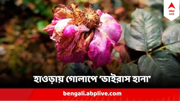 Howrah News Valentine's Day Rose Farmers Are in Trouble Due To Virus Attack On Rose Howrah Valentine's Day : গোলাপেও 'ভাইরাস অ্যাটাক' ! ছারখার ক্ষেতের পর ক্ষেত, ভ্যালেন্টাইন'স ডের আগে হাহাকার ফুলচাষিদের