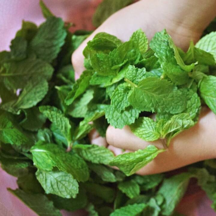 ਪੁਦੀਨਾ ਪਾਚਨ ਸੰਬੰਧੀ ਸਮੱਸਿਆਵਾਂ ਦਾ ਕੁਦਰਤੀ ਇਲਾਜ ਹੈ। ਇਸ ਵਿੱਚ ਐਂਟੀਸੈਪਟਿਕ ਗੁਣ ਪਾਏ ਜਾਂਦੇ ਹਨ। ਜੋ ਬਦਹਜ਼ਮੀ ਤੋਂ ਰਾਹਤ ਦਿਵਾਉਣ 'ਚ ਮਦਦ ਕਰਦੇ ਹਨ। ਪੁਦੀਨੇ ਦਾ ਪਾਣੀ ਪੇਟ ਦੀ ਪਰੇਸ਼ਾਨੀ ਨੂੰ ਵੀ ਦੂਰ ਕਰਦਾ ਹੈ। ਇਸ ਲਈ ਗਰਮੀਆਂ 'ਚ ਪੇਟ ਨਾਲ ਜੁੜੀਆਂ ਸਮੱਸਿਆਵਾਂ ਤੋਂ ਰਾਹਤ ਪਾਉਣ ਲਈ ਪੁਦੀਨੇ ਦਾ ਪਾਣੀ ਜ਼ਰੂਰ ਪੀਓ।