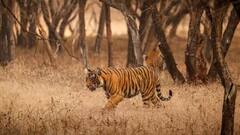 Tiger Unknown Facts: વાઘ એકબીજા પર કેમ કરે છે હુમલો, રોચક છે આની પાછળનું કારણ