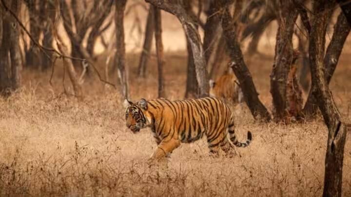 દરમિયાન, તાજેતરમાં મહારાષ્ટ્રના યવતમાલમાં એક વાઘણે પોતાના જ બે બચ્ચાને મારી નાંખ્યા હતા. અગાઉ પણ કેટલાક વાઘ અનામતમાં વાઘ એકબીજા પર હુમલો કરતા હોવાની ઘટનાઓ પ્રકાશમાં આવી છે.