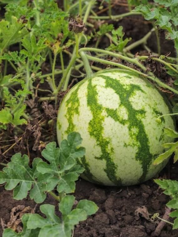 भारत में ये हैं 10 तरबूज उगाने वाले राज्य