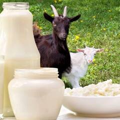 Goat Milk: ਇਹਨਾਂ ਬਿਮਾਰੀਆਂ ਲਈ ਰਾਮਬਾਣ ਇਲਾਜ ਹੈ ਬੱਕਰੀ ਦਾ ਦੁੱਧ