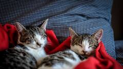 வீட்டில் நாய், பூனை வளர்க்கிறீர்களா..செல்லப்பிராணிகளுக்கு உரிமம், சுகாதாரம்ன்னு இவ்வளவு விஷயங்கள் இருக்கு!