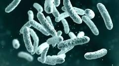 5 கோடி மக்களை கொன்ற கொடூர நோய்.. அமெரிக்காவில் மீண்டும் புபோனிக் பிளேக்.. அறிகுறிகள் என்ன?