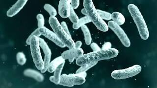 Bubonic Plague: 5 கோடி மக்களை கொன்ற கொடூர நோய்.. அமெரிக்காவில் மீண்டும் புபோனிக் பிளேக்.. அறிகுறிகள் என்ன?