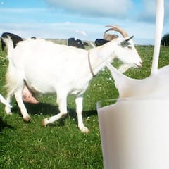 Goat Milk: ਇਹਨਾਂ ਬਿਮਾਰੀਆਂ ਲਈ ਰਾਮਬਾਣ ਇਲਾਜ ਹੈ ਬੱਕਰੀ ਦਾ ਦੁੱਧ