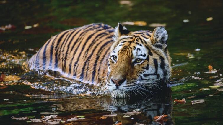 Wayanad Kerala Man Animal Conflict: Panic Grips After Locals Sight Elephant, Tiger & Bison Kerala Man-Animal Conflict: Panic Grips Wayanad After Locals Sight Elephant, Tiger & Bison