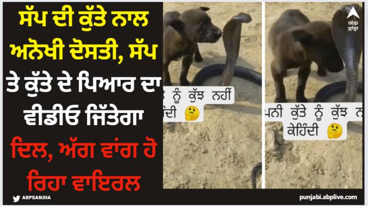 snake and doggie friendship video will make your day watch here Viral Video: ਸੱਪ ਦੀ ਕੁੱਤੇ ਨਾਲ ਅਨੋਖੀ ਦੋਸਤੀ, ਸੱਪ ਤੇ ਕੁੱਤੇ ਦੇ ਪਿਆਰ ਦਾ ਵੀਡੀਓ ਜਿੱਤੇਗਾ ਦਿਲ, ਅੱਗ ਵਾਂਗ ਹੋ ਰਿਹਾ ਵਾਇਰਲ