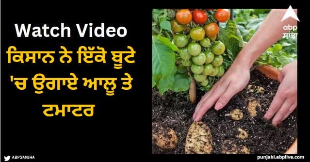 farmer new technique of growing potatoes and tomatoes on one plant Viral Video: ਕਿਸਾਨ ਨੇ ਵਰਤੀ ਅਜੀਬ ਤਰਕੀਬ, ਇੱਕੋ ਬੂਟੇ 'ਚ ਉਗਾਏ ਆਲੂ ਤੇ ਟਮਾਟਰ