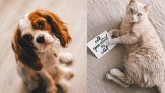 வீட்டில் நாய், பூனை வளர்க்கிறீர்களா..செல்லப்பிராணிகளுக்கு உரிமம், சுகாதாரம்ன்னு இவ்வளவு விஷயங்கள் இருக்கு!