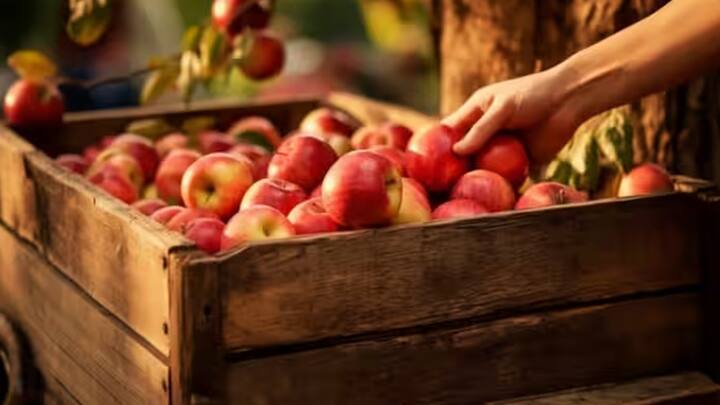કહેવાય છે કે દરરોજ એક સફરજન ખાવાથી કોઈ પણ વ્યક્તિ સ્વસ્થ બની શકે છે, પરંતુ શું તમે જાણો છો કે ભારતના કયા રાજ્યોમાં સૌથી વધુ સફરજનનું ઉત્પાદન થાય છે.