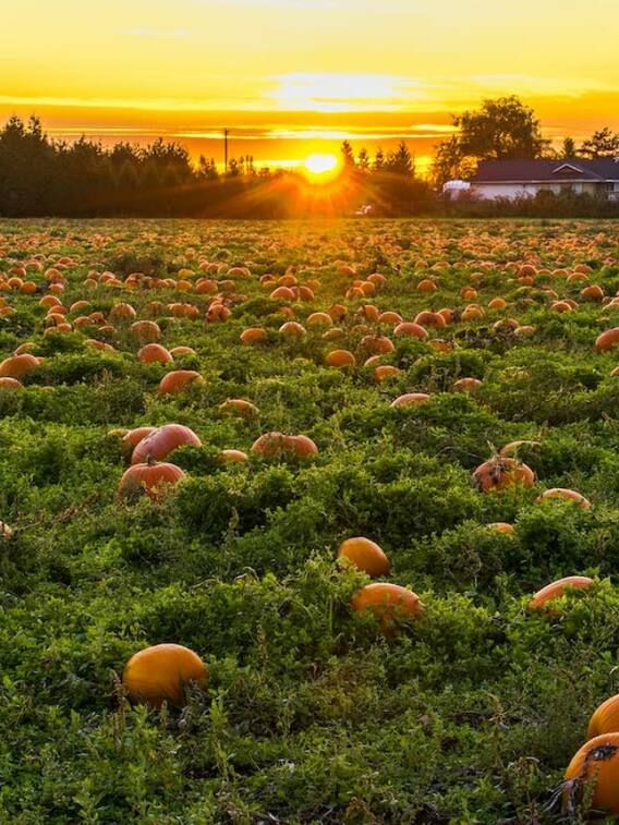 भारत के इन 10 राज्य में होती है सबसे स्वादिष्ट फलों की खेती