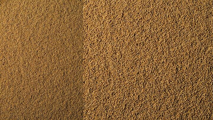 00 கிராமுக்கு 7.6 மில்லிகிராம் இரும்புச்சத்தை கொண்டுள்ளது. அமராந்த் கோதுமை மாவுக்கு மாற்றாக பிரபலமாக பயன்படுத்தப்படுகிறது. மேலும் உணவில் எளிதாக சேர்த்துக்கொள்ள முடிந்த பொருளாக உள்ளது.