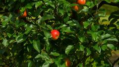 Apple Cost in America: अमेरिका में किस रेट पर बिकता है सेब, क्या भारत से सस्ता मिलता है?