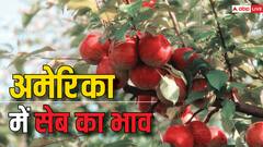 Apple Cost in America: अमेरिका में किस रेट पर बिकता है सेब, क्या भारत से सस्ता मिलता है?