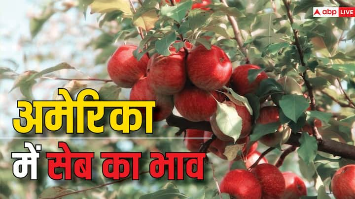 Apple Price in America: अमेरिका में सेब किस रेट पर बिकता है क्या आप जानते हैं? सेब में तमाम फाइबर और विटामिन होते हैं.