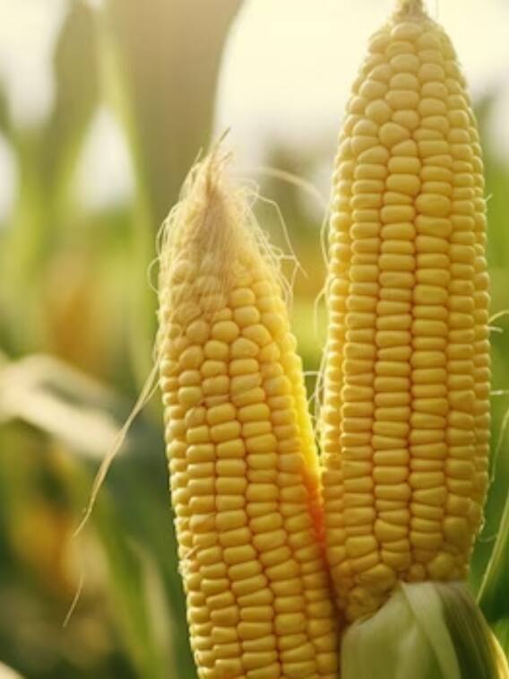 किस देश में सबसे ज्यादा मक्का होता है