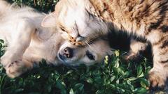 வீட்டில் நாய், பூனை வளர்க்கிறீர்களா..செல்லப்பிராணிகளுக்கு உரிமம், சுகாதாரம்ன்னு இவ்வளவு விஷயங்கள் இருக்கு!