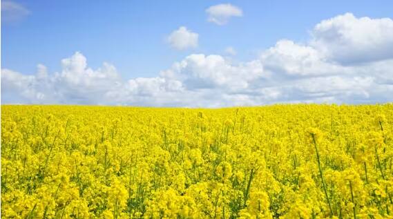 haryana-government-take-decision-in-farmers-favour-mustard-msp Crops: ਸਰ੍ਹੋਂ ਦੀ ਖਰੀਦ ਨੂੰ ਲੈਕੇ ਹਰਿਆਣਾ ਸਰਕਾਰ ਦਾ ਵੱਡਾ ਫੈਸਲਾ, ਹੁਣ ਇੰਨੇ ਰੁਪਏ 'ਚ ਵਿਕੇਗੀ ਆਹ ਫ਼ਸਲ