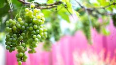 Grapes Cultivation: अंगूर की खेती कर देगी मालामाल, फॉलो करें ये तरीका...