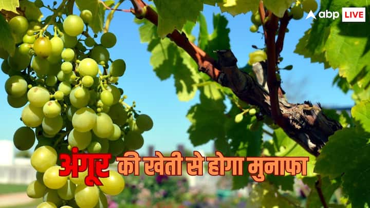 Grapes Farming: किसान भाई अंगूर की खेती कर तगड़ा लाभ प्राप्त कर सकते हैं. इसके पक जाने के बाद किसान इसे बाजार में अच्छे दामों पर बेच सकते हैं.