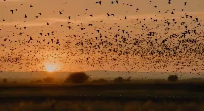 અહેવાલો અનુસાર, આત્મહત્યા કરનારા પક્ષીઓમાં લગભગ 40 પ્રજાતિના પક્ષીઓનો સમાવેશ થાય છે. આ જ કારણ છે કે જતિંગાની ભૂમિ સૌથી ડરામણી જગ્યાઓમાંથી એક માનવામાં આવે છે.