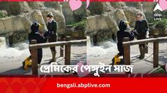 ভ্যালেনটাইনস ডে-তে কেন পেঙ্গুইন সাজ এই ব্যক্তির ?