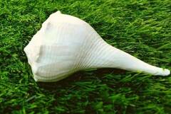 Vastu Tips: ગૂડ લક લાવે છે શંખ, વાસ્તુ દોષને કરે છે દૂર, પૂજા સ્થાને રાખવાના ફાયદા અને વાસ્તુ નિયમ જાણો