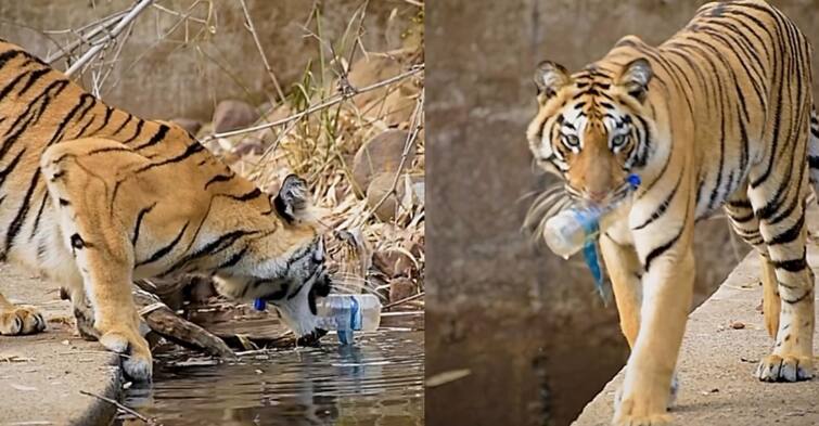 Wildlife photographer records tiger picking up plastic bottle from waterhole details in telugu Viral Video: అదిరిపోయే వీడియో, పులి చేసిన పని చూస్తే శభాష్ అనాల్సిందే!
