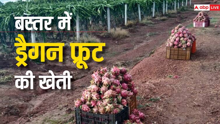 Chhattisgarh Dragon fruit cultivation in Bastar import in these states including Maharashtra ANN Chhattisgarh News: कोंडागांव के बाद बस्तर में ड्रैगन फ्रूट की बड़ी मात्रा में पैदावार, महाराष्ट्र सहित इन राज्यों में हो रहा आयात