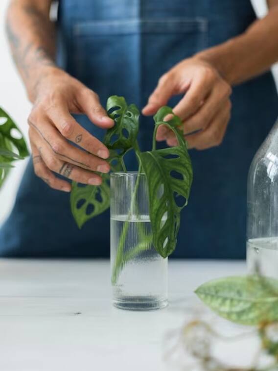 ये 5 हर्बल प्लांट्स पानी के जार में उगाएं