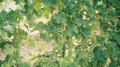 Grapes Cultivation: अंगूर की खेती कर देगी मालामाल, फॉलो करें ये तरीका...