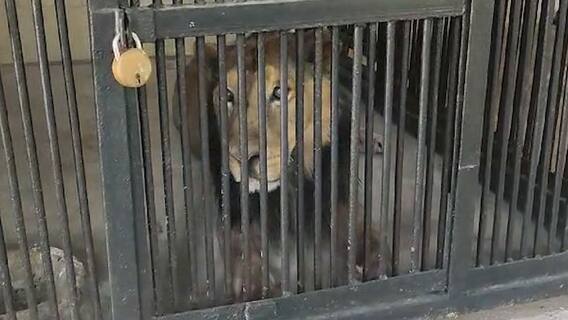Lion Attack At Tirupati Zoo Park | తిరుపతి జూ పార్క్ లో సింహం దాడి..ఒకరు మృతి | ABP Desam