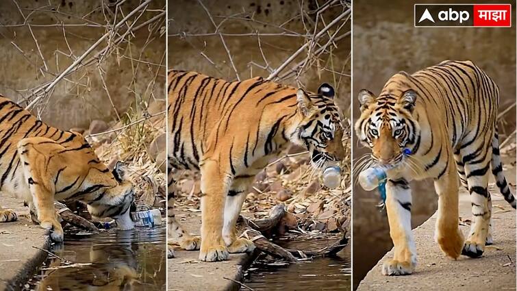 Tadoba Andhari Tiger Reserve Shocking video Tiger is taking out plastic bottle from water Know all updates ताडोबाची सफाई, आता बाघोबांची जबाबदारी! पाणवठ्यातून प्लास्टिकची बाटली चक्क वाघ बाहेर काढतोय, VIDEO