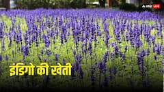 क्या है इंडिगो! अंग्रेज बनाते थे किसानों पर इसकी खेती के लिए दबाव, जानिए इससे जुड़ी रोचक कहानी