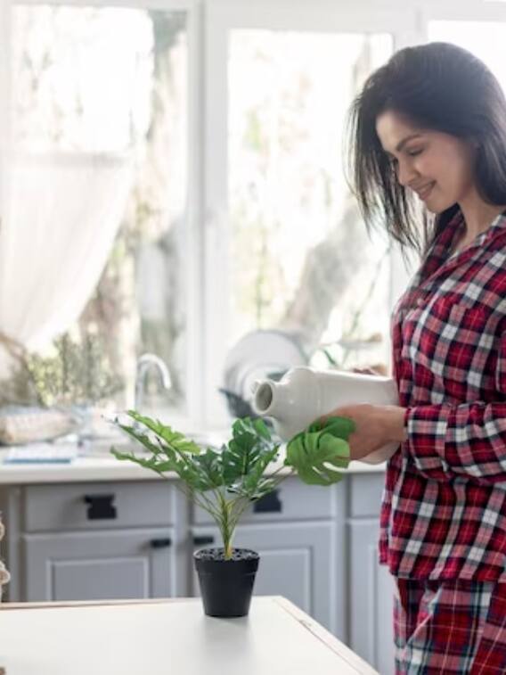 किचन के लिए ये हैं बेस्ट 8 पौधे, आप भी लगाएं